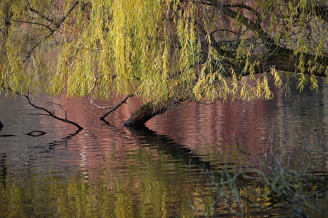 Free Hanging Willow Weeping Willow photo and picture