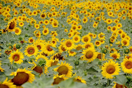 Free Sunflower Nature photo and picture