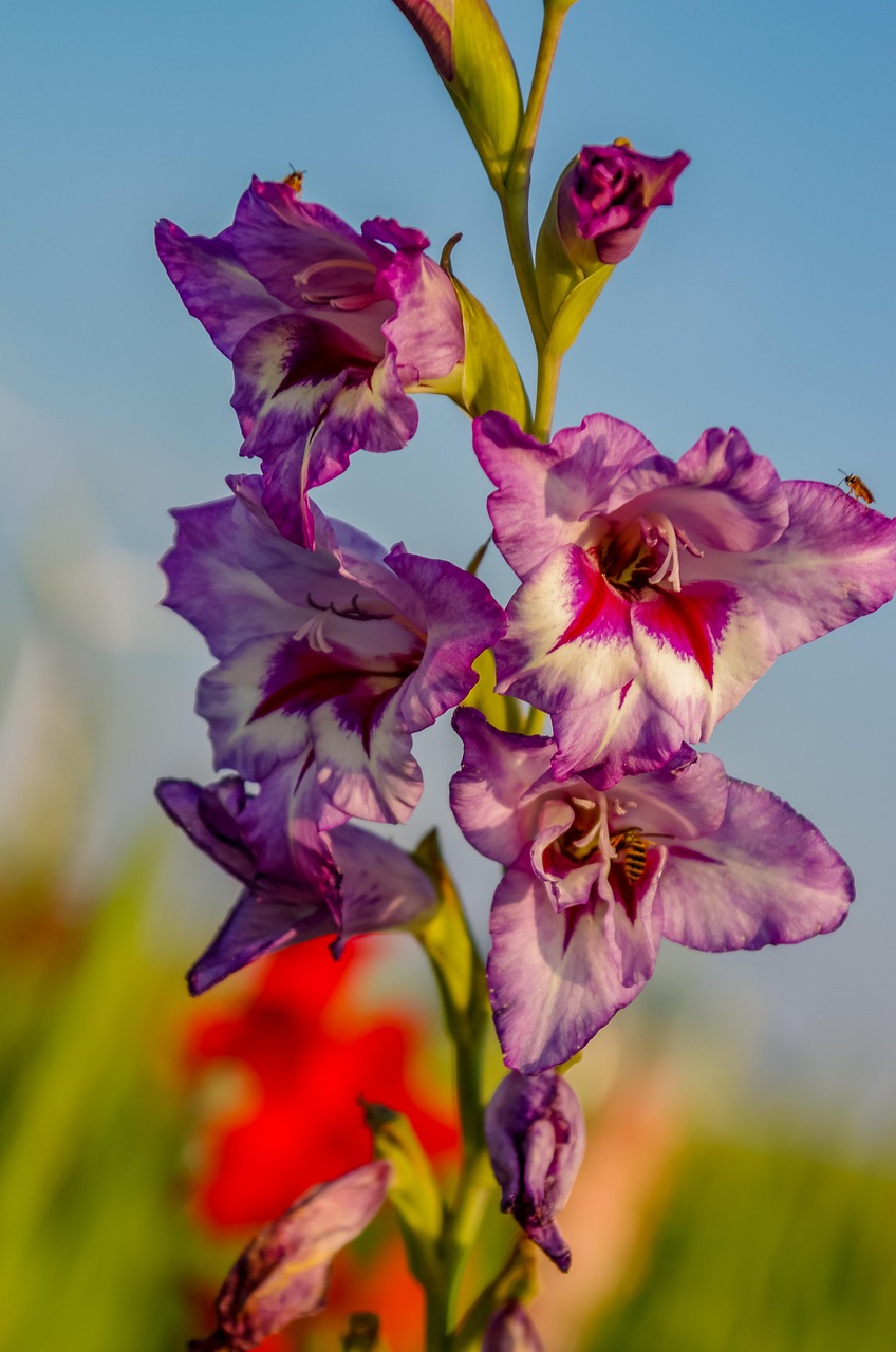 グラジオラス 花 夏 Pixabayの無料写真
