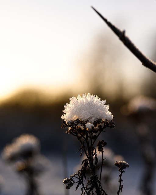 Bloem, Bloem Behang, Natuur