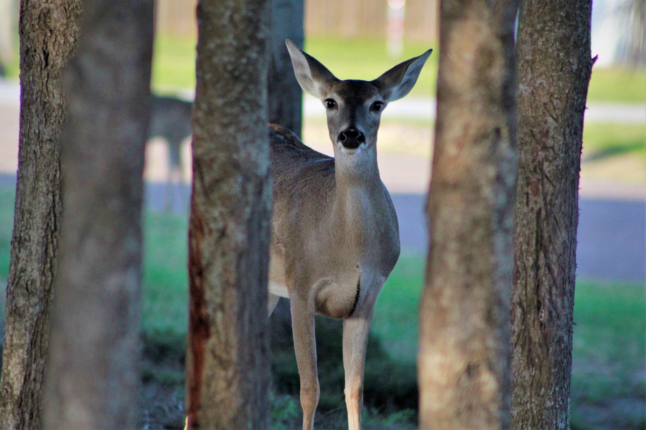Doe Deer Hunts Free photo on Pixabay