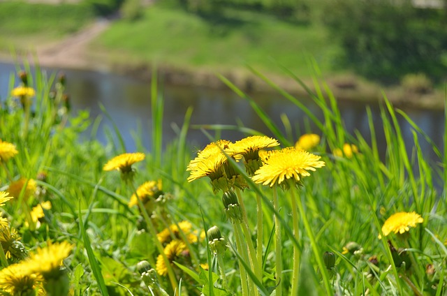 Free Dandelions Spring photo and picture
