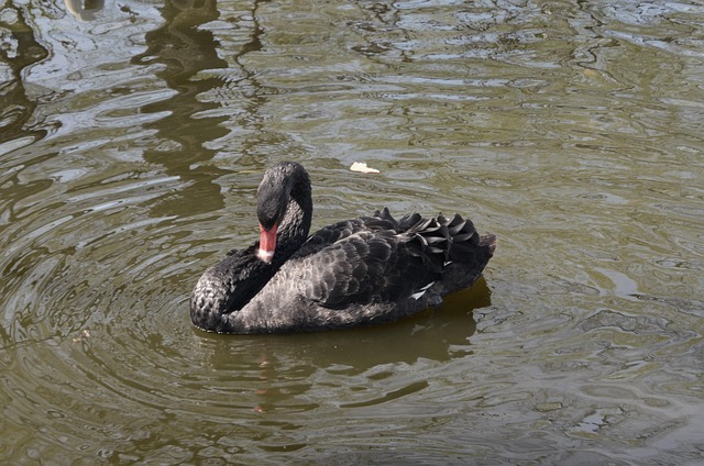 Free Swan River photo and picture