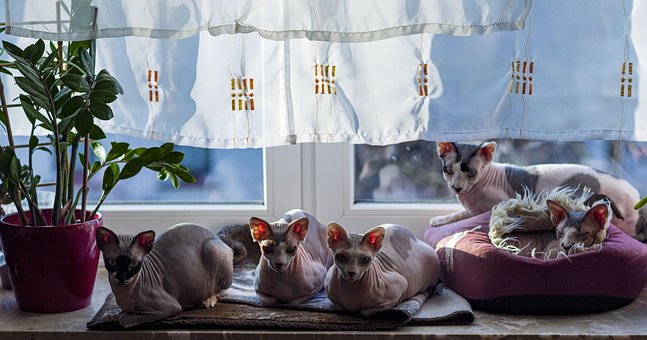 Free Cats Family photo and picture