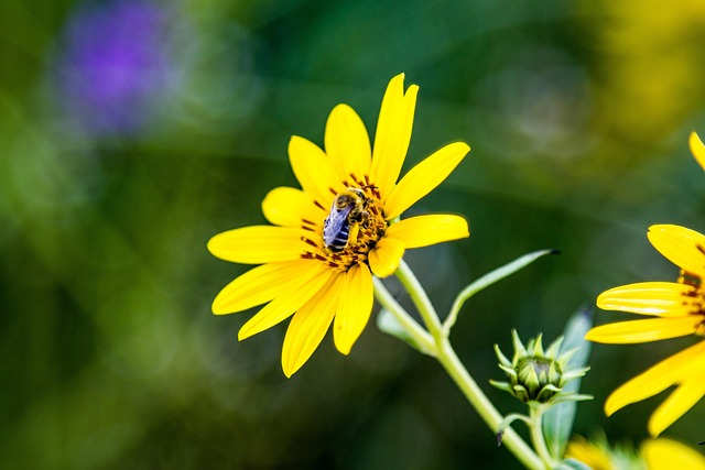 Free Honeybee Beautiful Flowers photo and picture