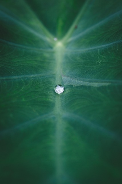 Free Macro Green photo and picture