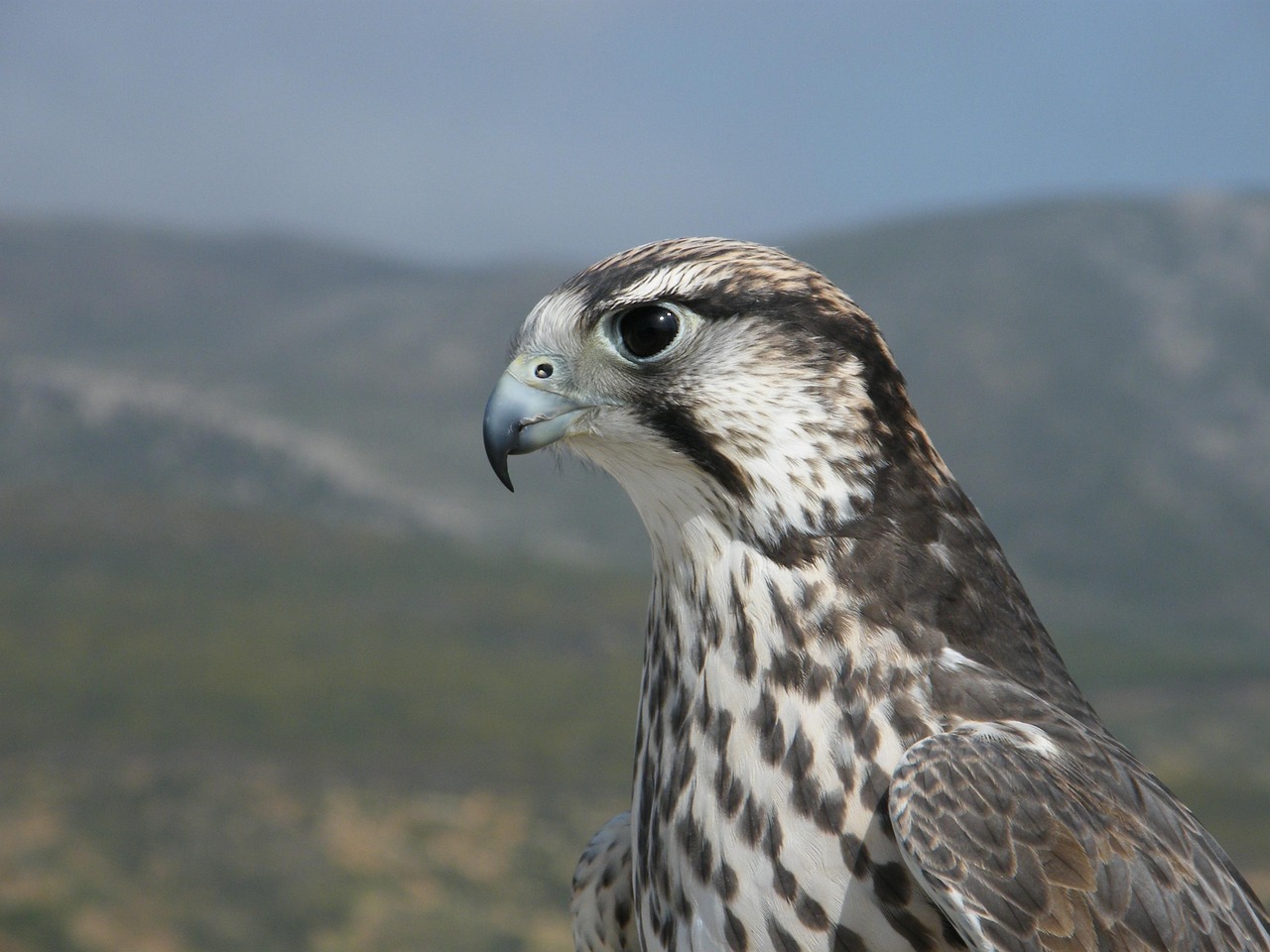 Sokół Raptor Sokolnictwo - Darmowe zdjęcie na Pixabay - Pixabay