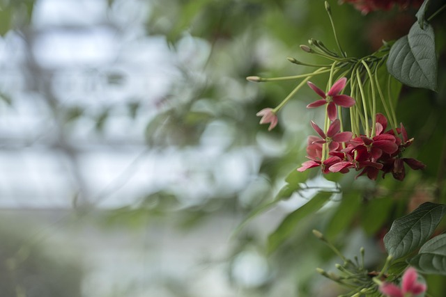 Vier Heren, Bloem, Plant, Natuur, Red