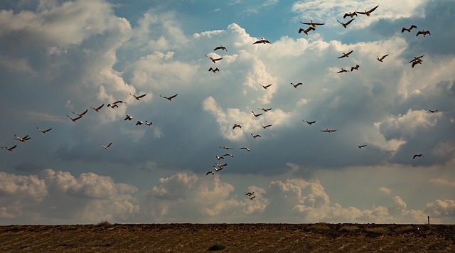 Free Migratory Birds Sky photo and picture