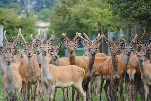 Free Red Deer Deer Farming photo and picture