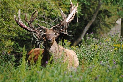 Free Red Stag Shedding Velvet photo and picture