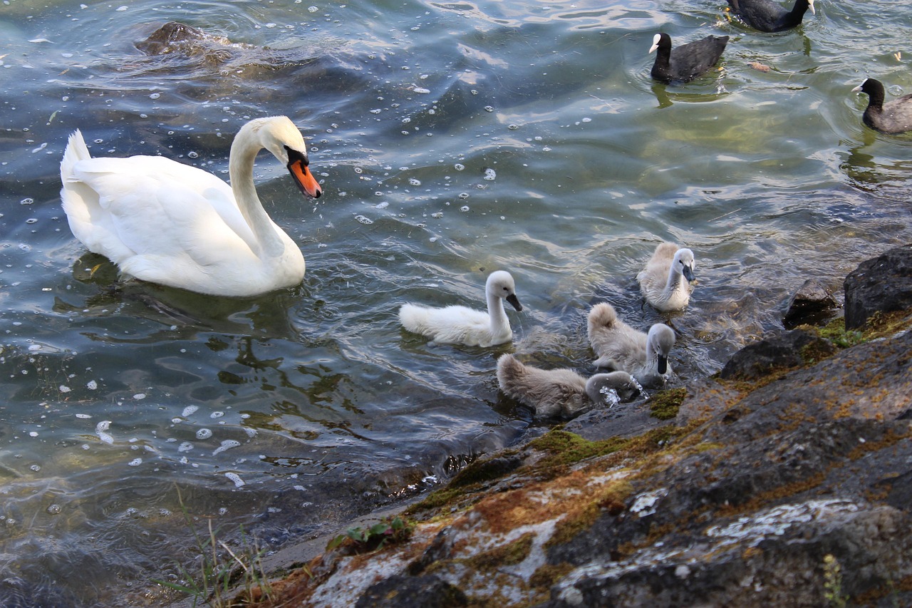 Mais de 1.000 imagens grátis de Margareta Râului Swan e Natureza Pixabay