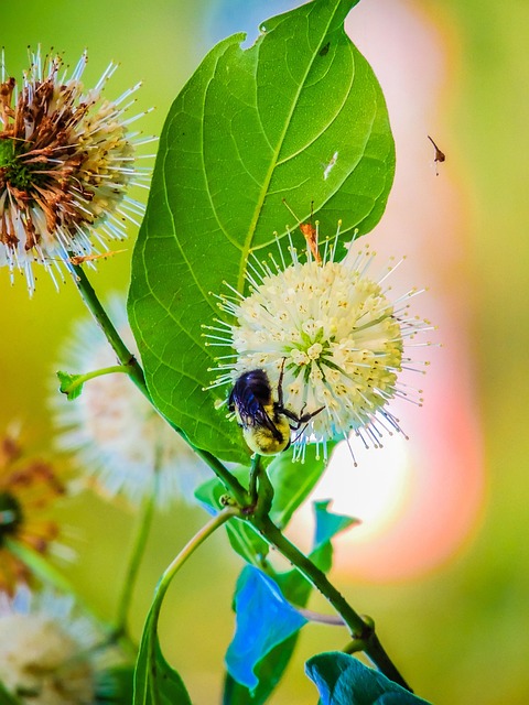Free Bumblebee Flowers photo and picture