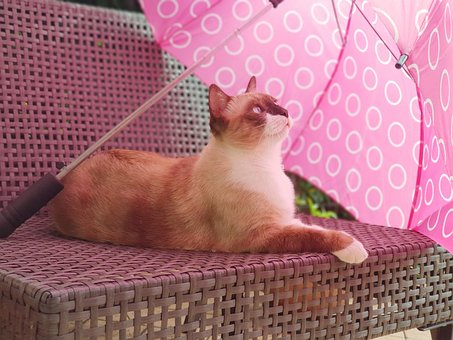 Cat, Sombrilla, Relajarse, Gato