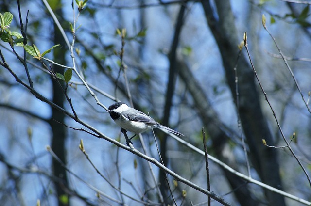 Madera, Pájaro, Naturaleza, Natural