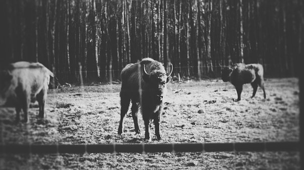 Wisent, Tiere, Wild, Bison, Riesig