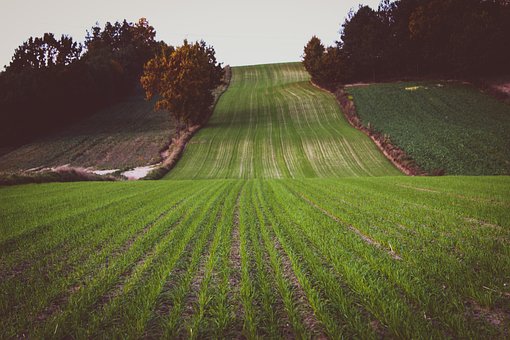 Feld, Grün, Gras, Natur, Pflanzen, Dorf