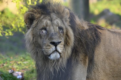 6+ Free Asiatic Lion & Animal Photos - Pixabay