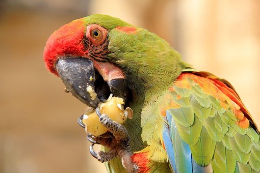 Free Bird Plumage photo and picture