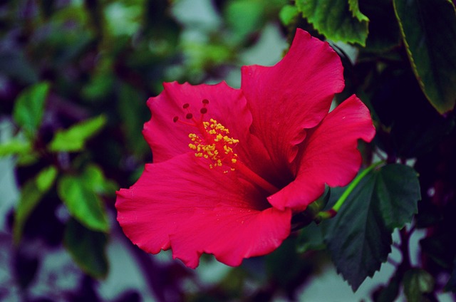 Fleur Color Fleur Coloré Nature Le - Photo gratuite sur Pixabay - Pixabay