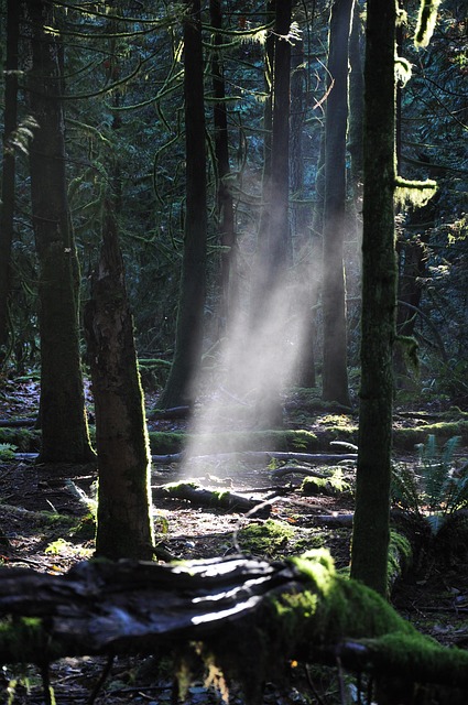 Bossen, Woud, Zonnestralen, Bomen, Mist