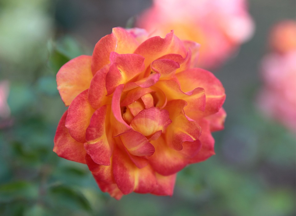 Rose Autumn Beauty - Free photo on Pixabay - Pixabay