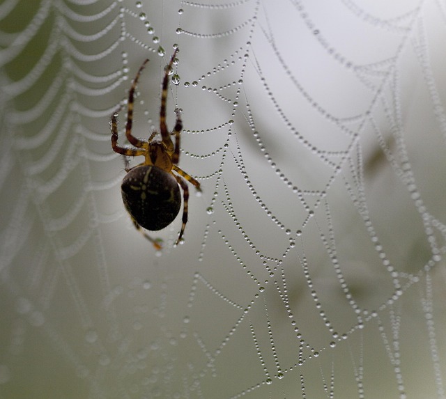 Free Spider Web photo and picture