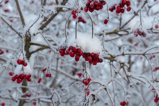 Download free HD stock image of Viburnum Berries Free Viburnum Berries photo and picture