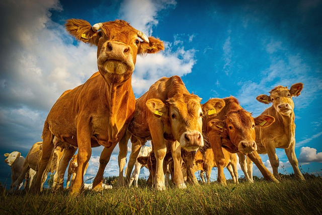 Free Bovine Livestock photo and picture
