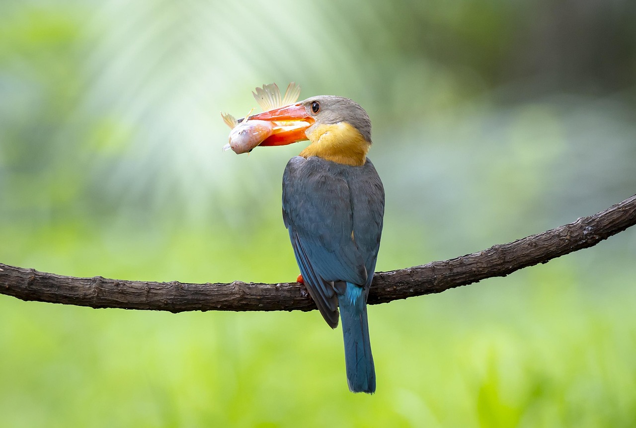Bird - free online jigsaw puzzle photo