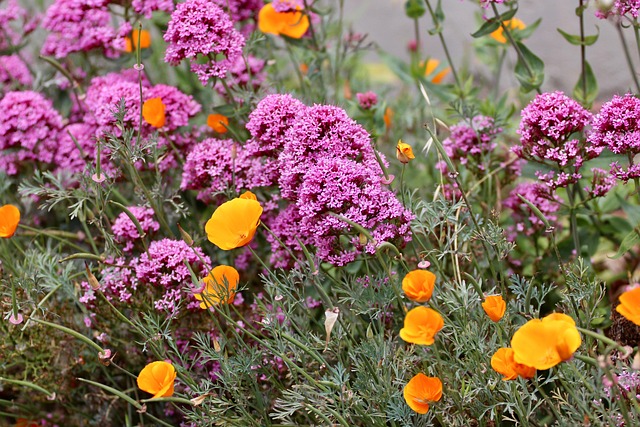 Free California Poppy photo and picture
