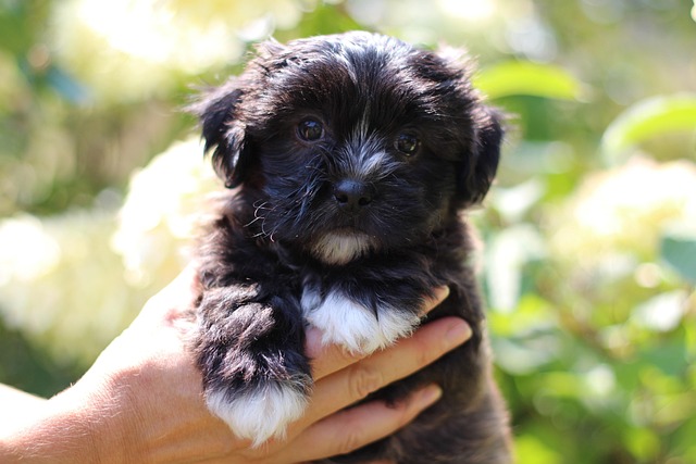 Free Puppy Black And White Puppy photo and picture