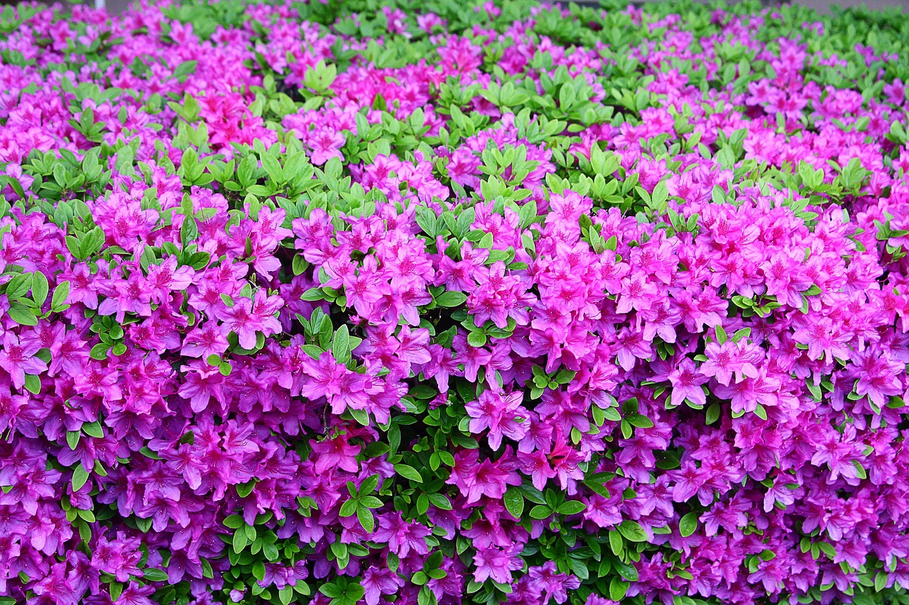 サツキ 花 植物 - Pixabayの無料写真