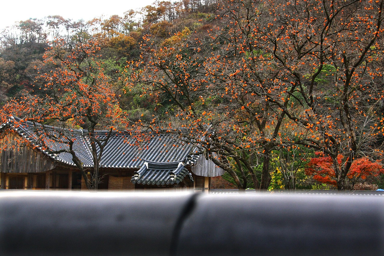 200,000 + 무료 감나무 & 나무 이미지 - Pixabay