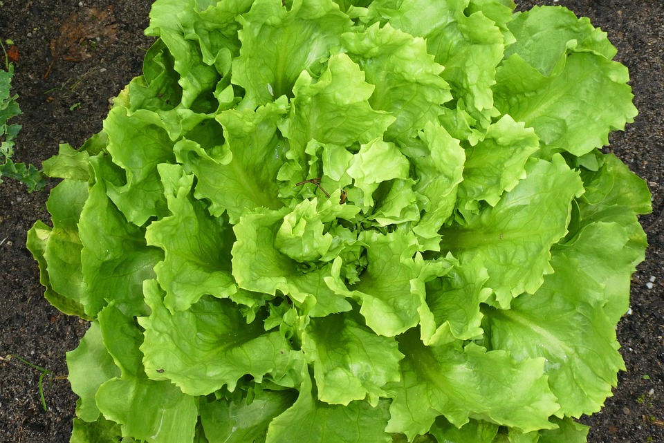 can guinea pigs eat escarole