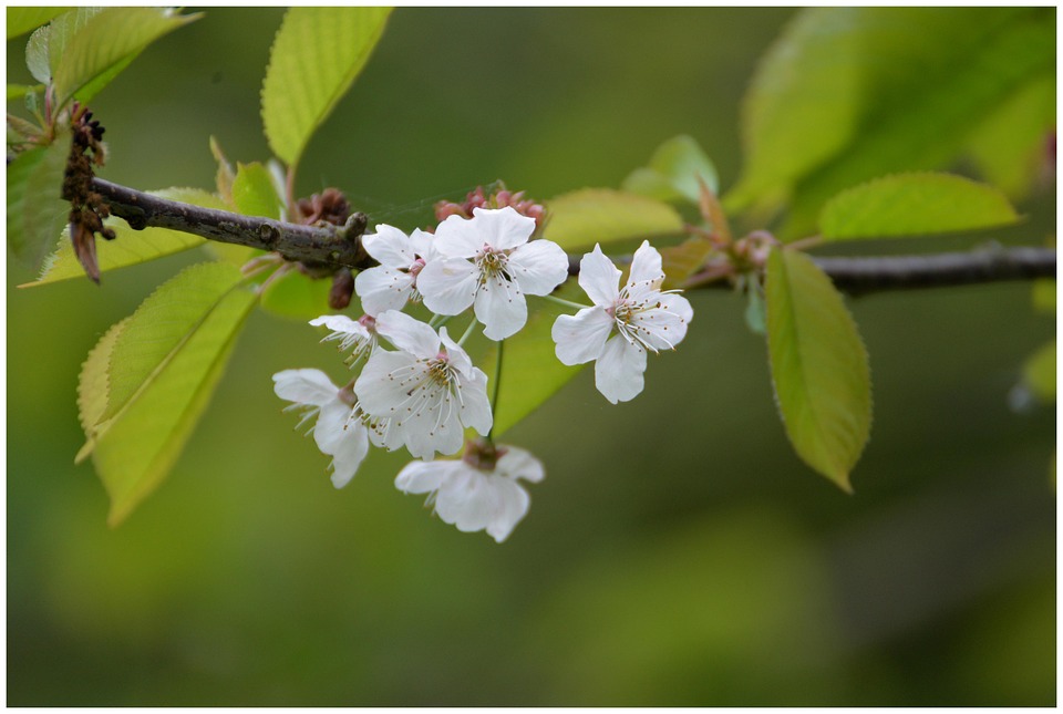 Cherry Flower Flowers - Free photo on Pixabay