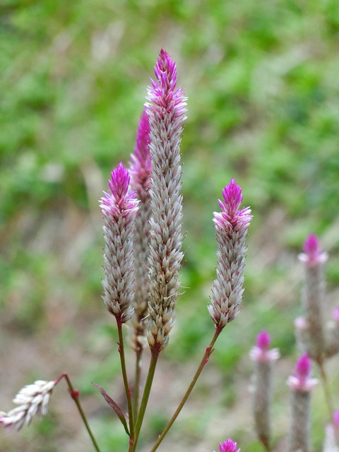 Celosia Argentea, Chinese Geneeskunde