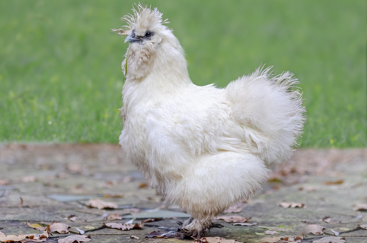 Poule Poulette Plume - Photo gratuite sur Pixabay - Pixabay