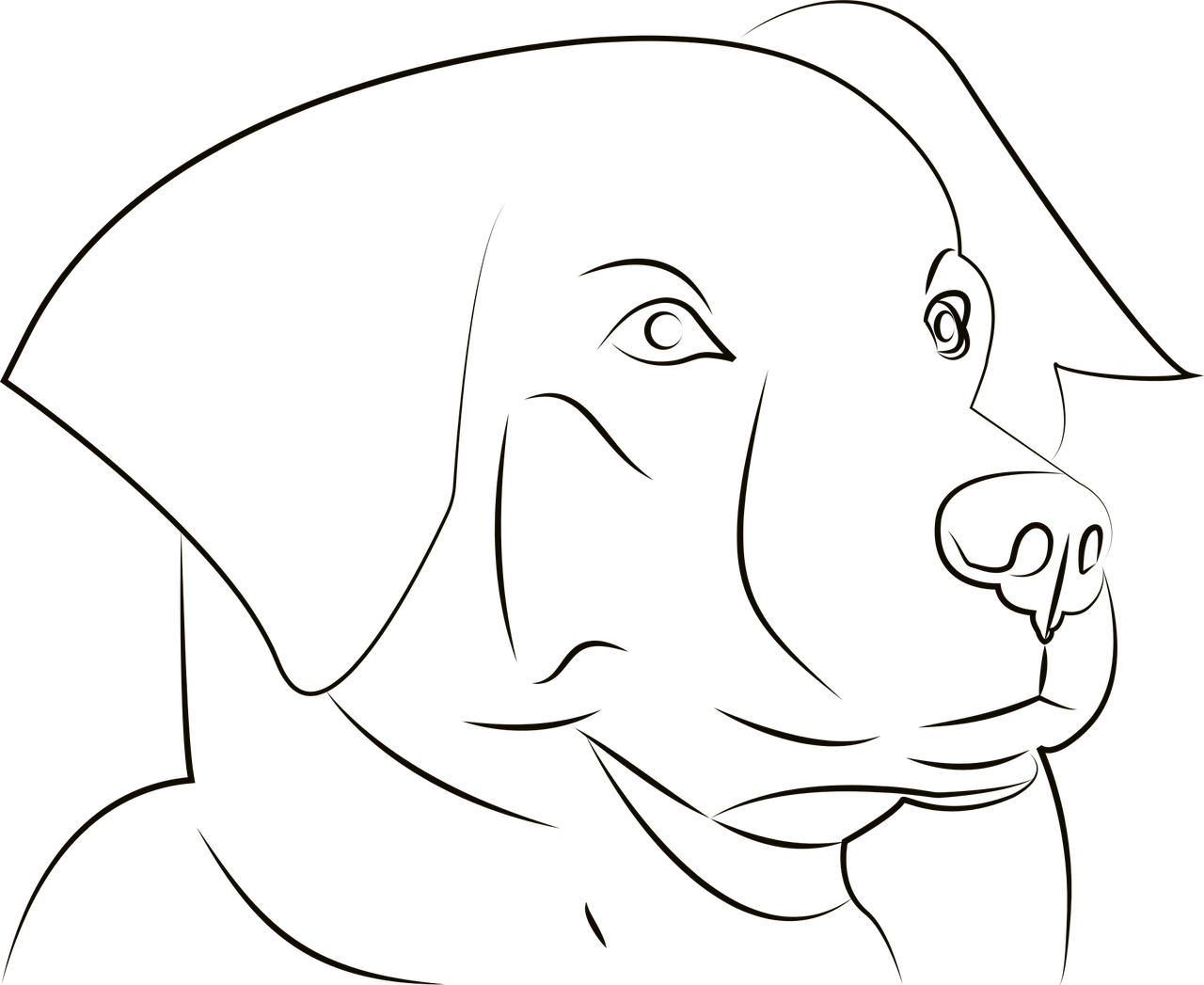 Line Art Drawings Animals Sketch Cafeojuara Line Art Drawings Animals Sketch Cafeojuara