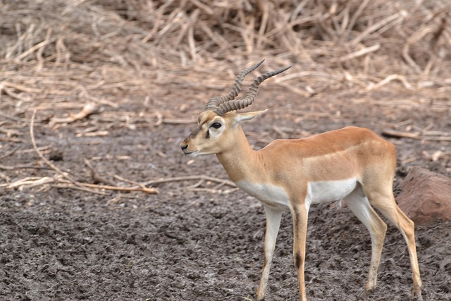 Free Deer Animal photo and picture