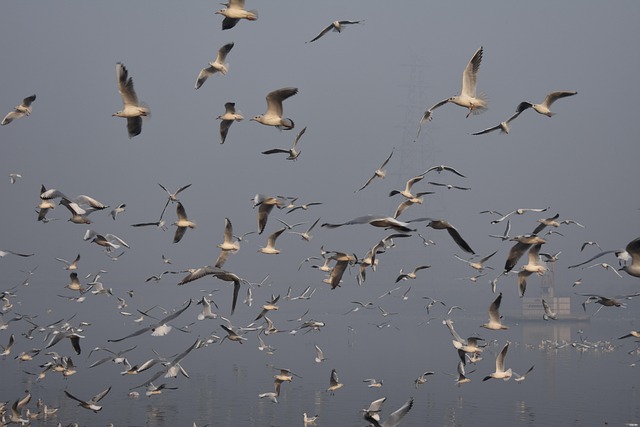 Free Birds Siberian Seagulls photo and picture