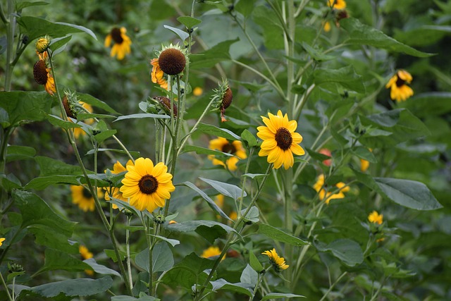 Free Green Flower photo and picture