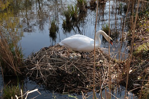 Free Swan Eggs photo and picture