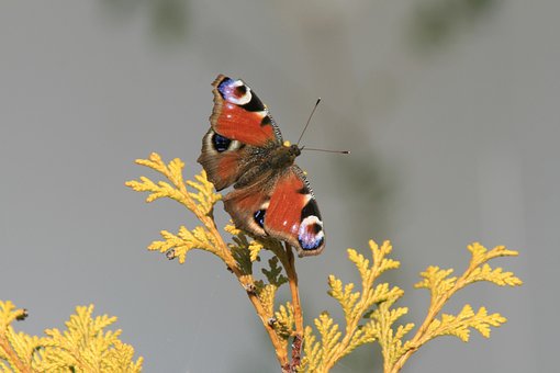 Free Butterfly Spring photo and picture