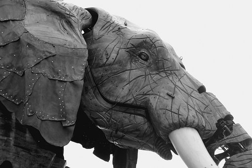 Free Elephant Nature photo and picture