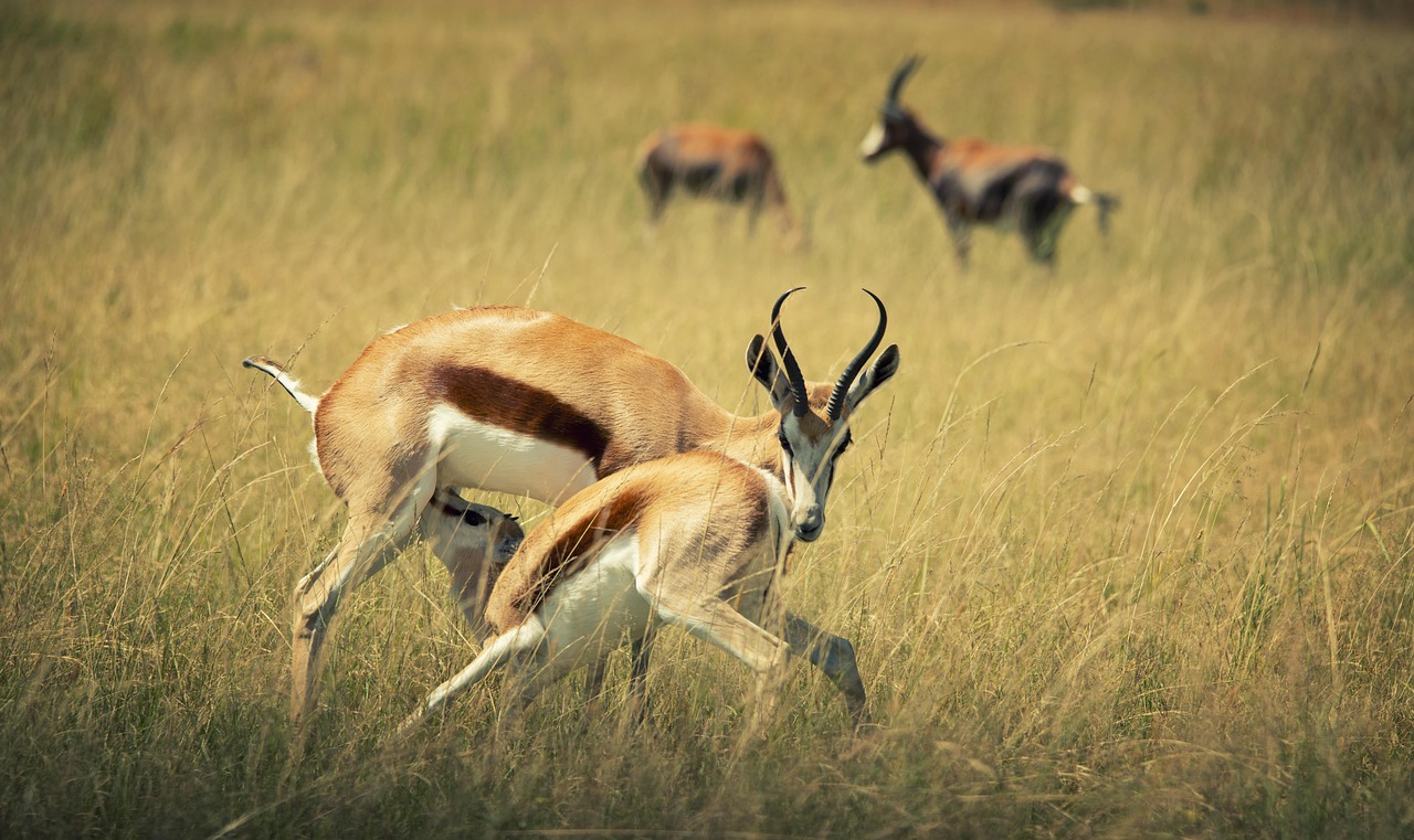 Spring Buck Wildlife Mammal - Free photo on Pixabay
