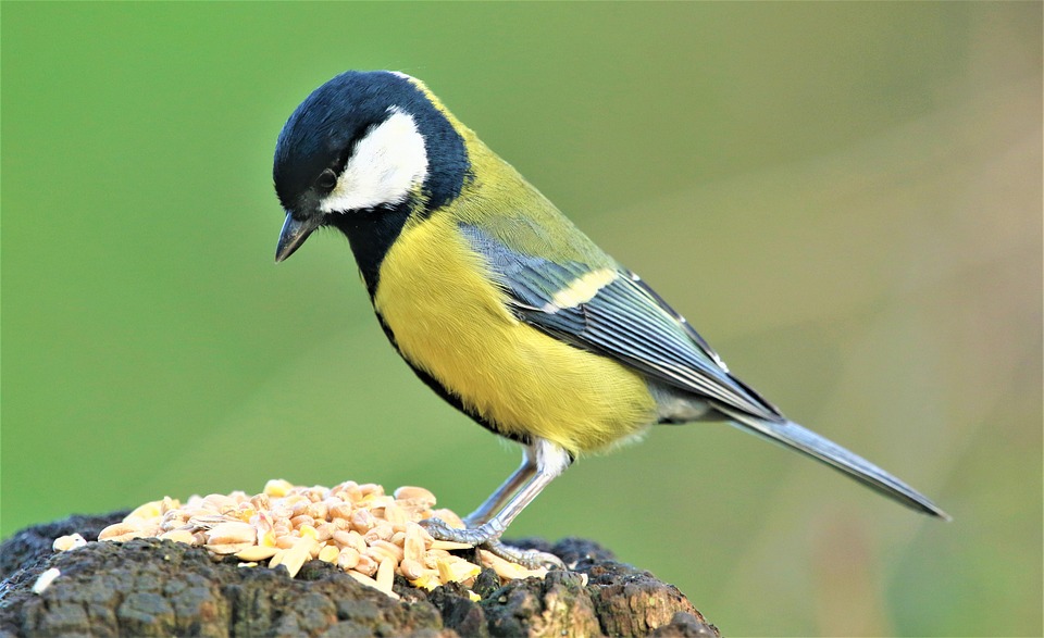 シジュウカラ 乳首 鳥 Pixabayの無料写真