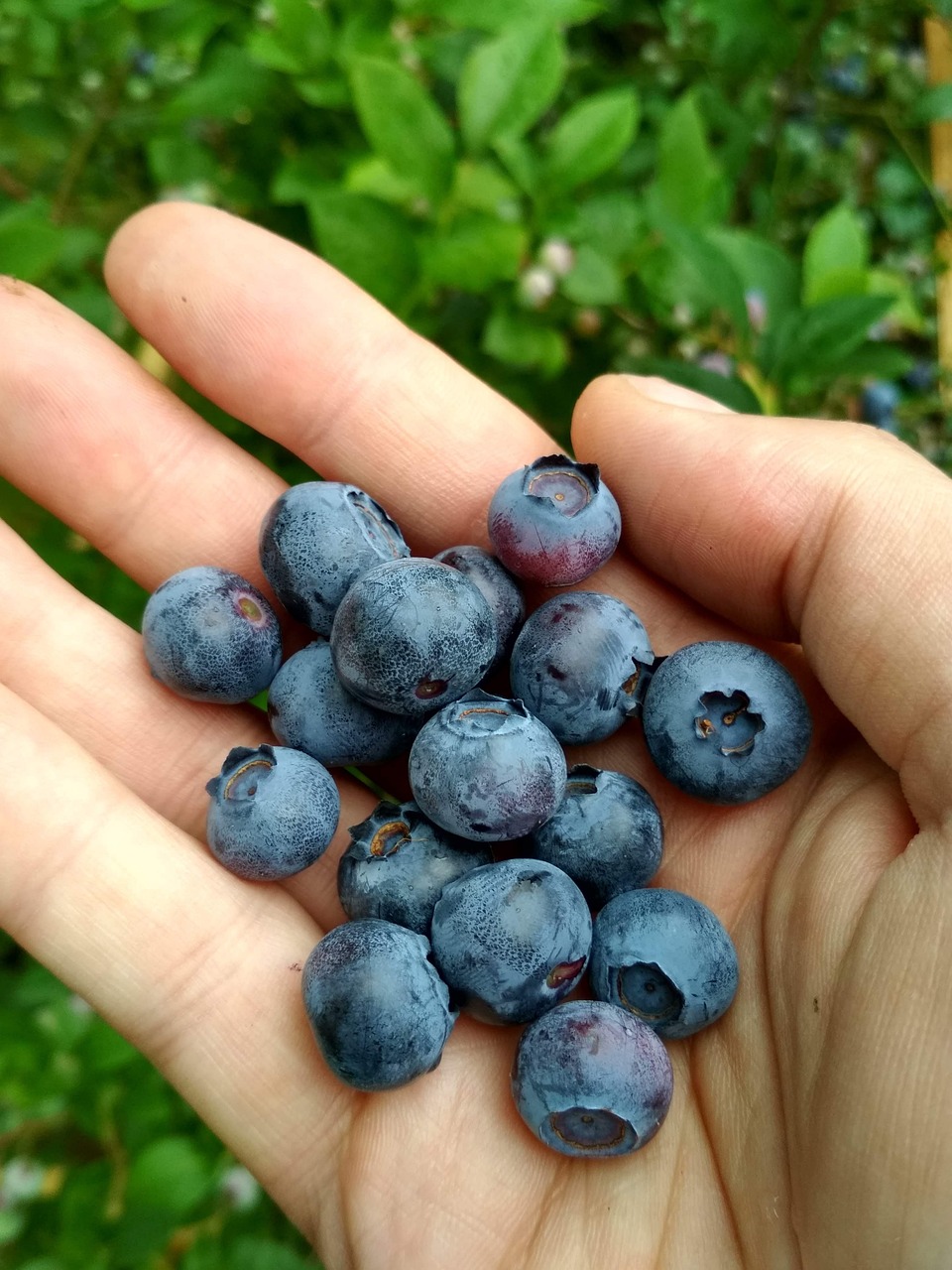 Blueberries Fruit Berries Free photo on Pixabay Pixabay