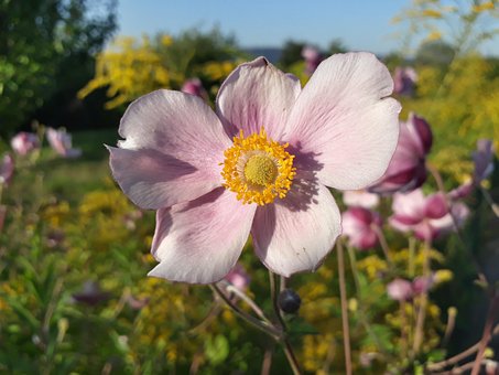 Free Autumn Anemone Anemone photo and picture