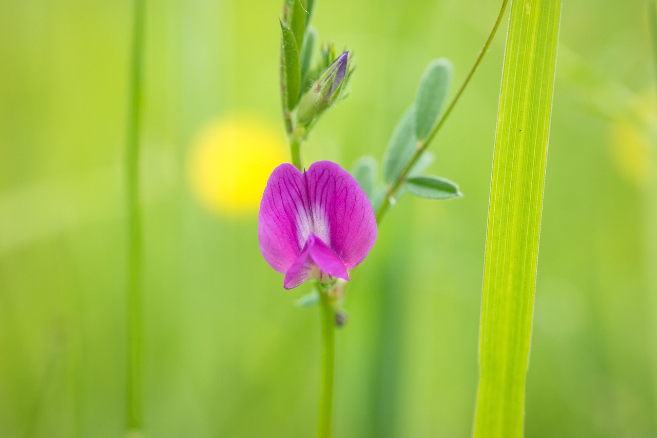 100+ Free Vetch & Nature Images - Pixabay